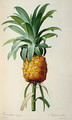 Bromelia Ananas, from Les Bromeliacees - Pierre-Joseph Redouté