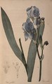 Iris Pallida, from Les Liliacees - Pierre-Joseph Redouté