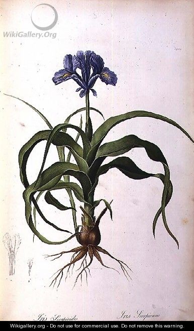 Iris Scorpioides, from Les Liliacees - Pierre-Joseph Redouté
