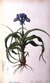 Iris Scorpioides, from Les Liliacees - Pierre-Joseph Redouté