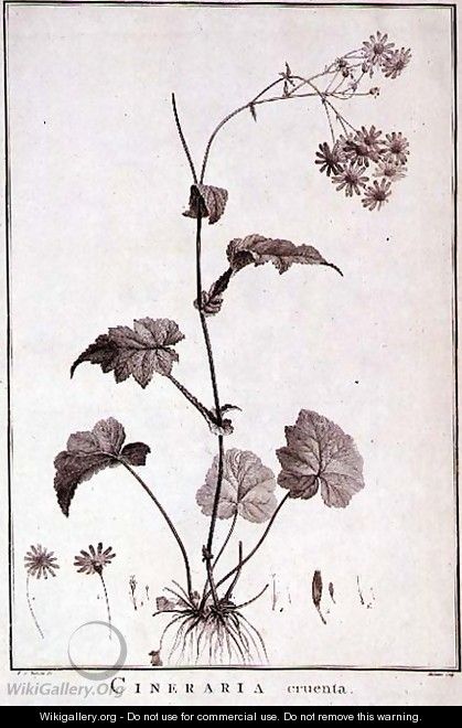 Cineraria Cruenta, from Sertum Angelicum - Pierre-Joseph Redouté