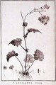 Cineraria Cruenta, from Sertum Angelicum - Pierre-Joseph Redouté