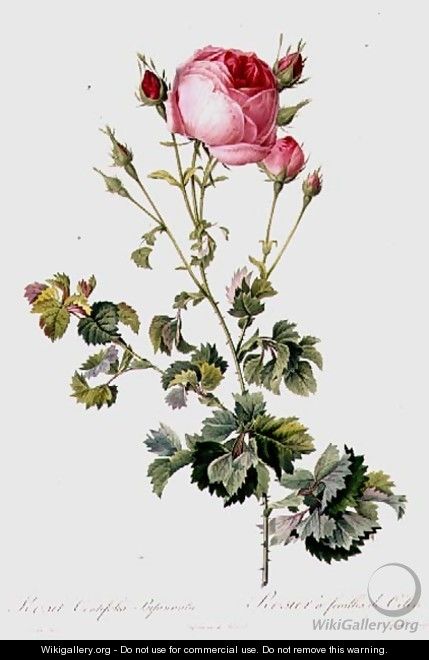 Rosa Centifolia Bipinnata - Pierre-Joseph Redouté