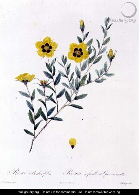 Rosa Berberifolia - Pierre-Joseph Redouté
