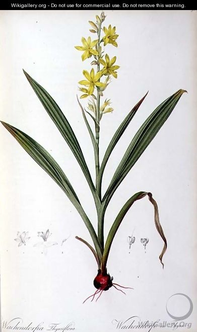 Wachendorfia Thyrsiflora, from Les Liliacees - Pierre-Joseph Redouté