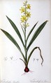 Wachendorfia Thyrsiflora, from Les Liliacees - Pierre-Joseph Redouté