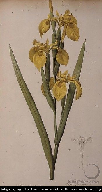 Iris Pseudacorus, from Les Liliacees - Pierre-Joseph Redouté