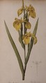 Iris Pseudacorus, from Les Liliacees - Pierre-Joseph Redouté