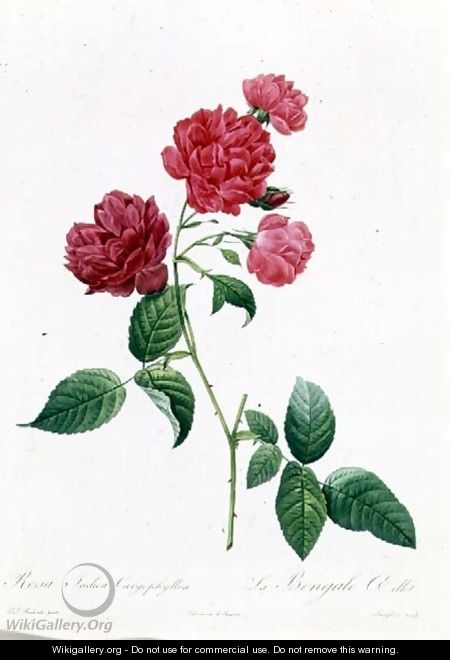 Rosa Indica Caryophyllea - Pierre-Joseph Redouté