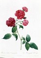 Rosa Indica Caryophyllea - Pierre-Joseph Redouté