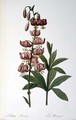 Lilium Martagon, from Les Liliacees, 1806 - Pierre-Joseph Redouté