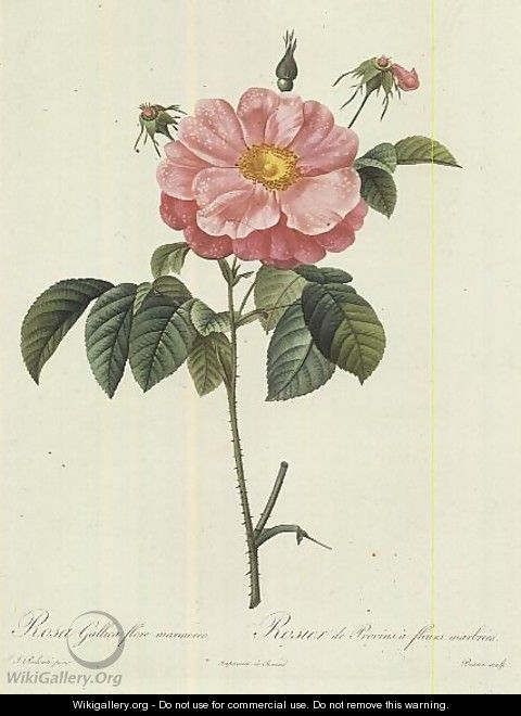 Rosa Gallica Flore Marmoreo - Pierre-Joseph Redouté