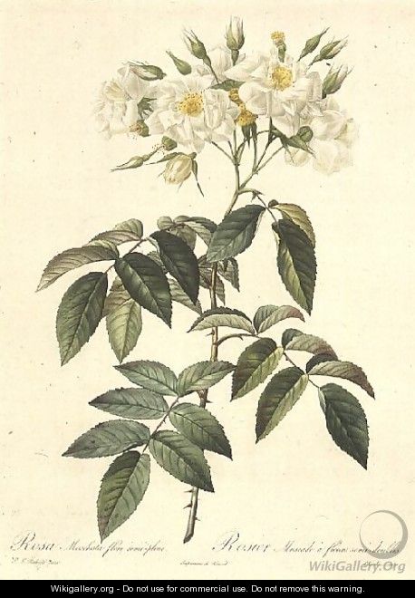 Rosa Moschata Flora Semi-Pleno - Pierre-Joseph Redouté