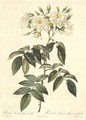 Rosa Moschata Flora Semi-Pleno - Pierre-Joseph Redouté