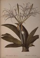 Pancratium speciosum, from Les Liliacees, 1806 - Pierre-Joseph Redouté