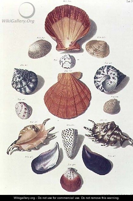 Shells, plate 4 from A Selection of Shells and Crustacea, pub. 1758 - (after) Regenfus, Franz Michael