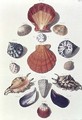 Shells, plate 4 from A Selection of Shells and Crustacea, pub. 1758 - (after) Regenfus, Franz Michael