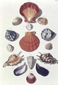 Shells, plate 4 from A Selection of Shells and Crustacea, pub. 1758 - (after) Regenfus, Franz Michael