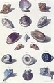 Shells, plate 6 from A Selection of Shells and Crustacea, pub. 1758 - (after) Regenfus, Franz Michael