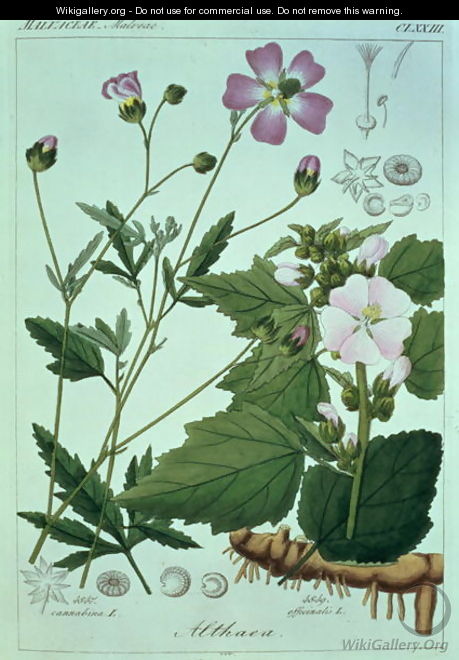 Althaea officinalis Marsh Mallow plate 173, illustration from Icones Florae Germanicae Helveticae..., Tom 5, 1844 - Heinrich Gottlieb Ludwig Reichenbach