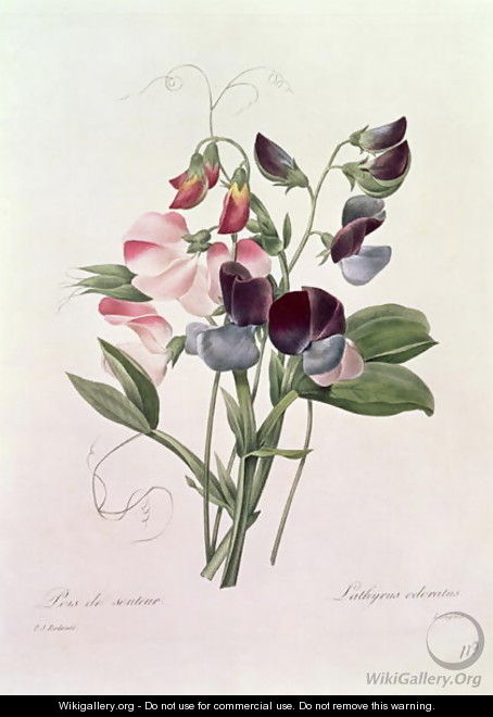 Sweet Peas Lathyrus odoratur from Choix des Plus Belles Fleurs, 1827-33 - Pierre-Joseph Redouté