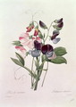 Sweet Peas Lathyrus odoratur from Choix des Plus Belles Fleurs, 1827-33 - Pierre-Joseph Redouté