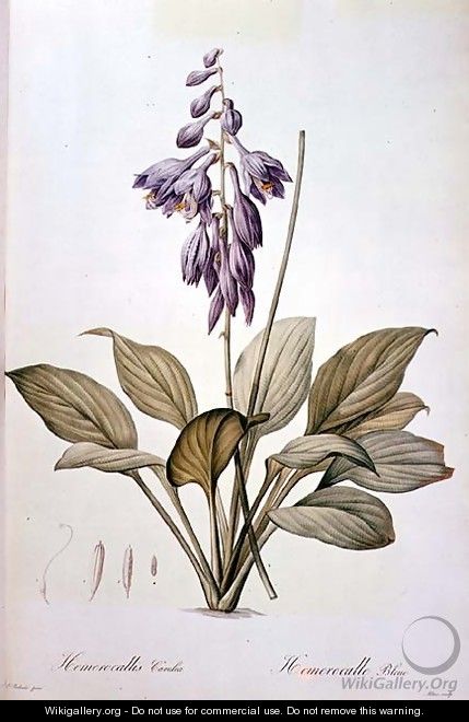 Plantain Lily - Pierre-Joseph Redouté