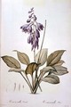 Plantain Lily - Pierre-Joseph Redouté