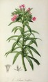 Echium Grandiflorum, from Le Jardin de Malmaison - Pierre-Joseph Redouté