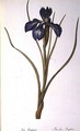 Iris Xyphioides, from Les Liliacees, 1808 - Pierre-Joseph Redouté