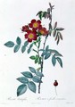 Rosa Rubrifolia - Pierre-Joseph Redouté