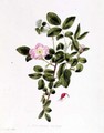 Rosa Acicularis Viridis - Pierre-Joseph Redouté