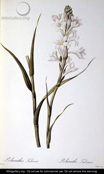 Polianthes Tuberosa, from Les Liliacees, 1806 - Pierre-Joseph Redouté