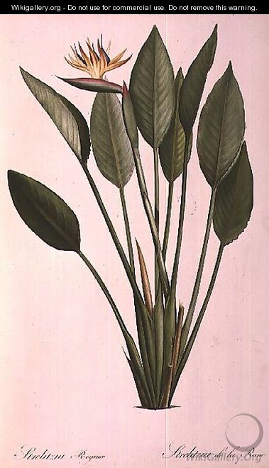Strelitzia Reginae, from Les Strelitziaceae - Pierre-Joseph Redouté