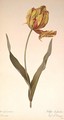 Tulipa gesneriana dracontia, from Les Liliacees, 1816 2 - Pierre-Joseph Redouté