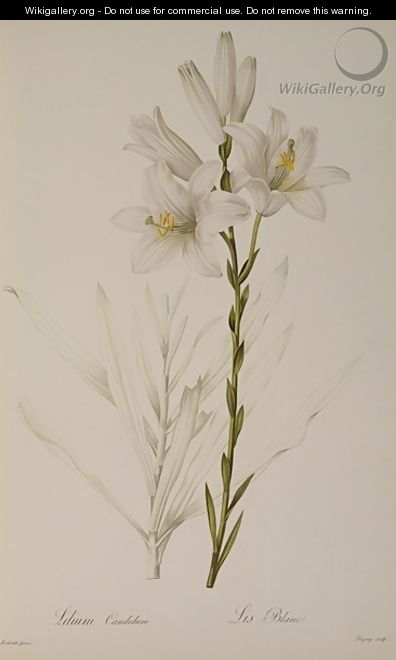Lilium Candidum, from Les Liliacees, 1807 - Pierre-Joseph Redouté