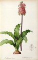 Veltheimia Capensis, from Les Liliacees - Pierre-Joseph Redouté