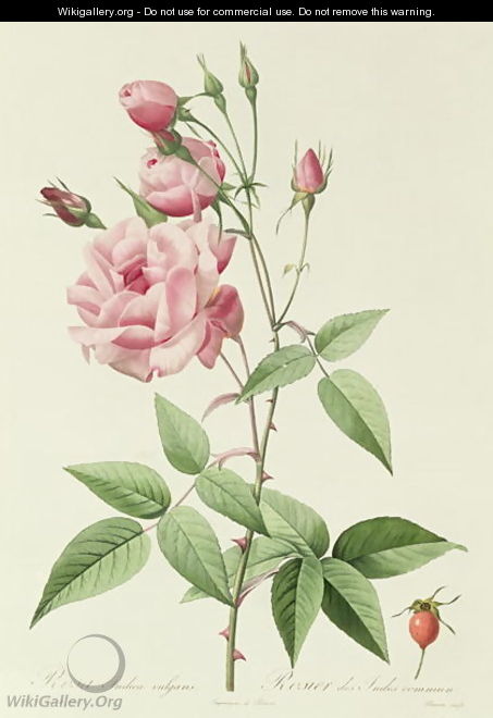 Rosa Indica Vulgaris - Pierre-Joseph Redouté