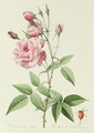 Rosa Indica Vulgaris - Pierre-Joseph Redouté