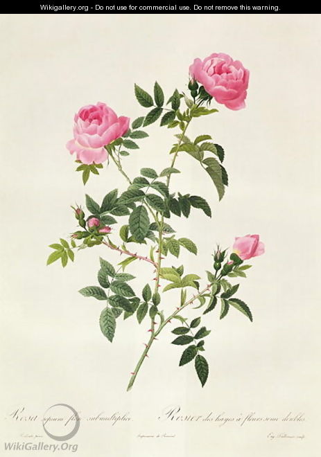 Rosa Sepium Flore Submultiplici - Pierre-Joseph Redouté