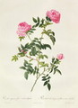 Rosa Sepium Flore Submultiplici - Pierre-Joseph Redouté