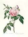 Rosa chinensis and Rosa gigantea, from Les Roses, 1817 - Pierre-Joseph Redouté