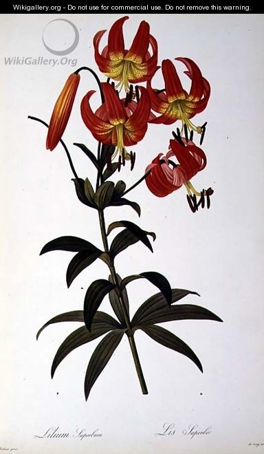 Lilium Superbum, from Les Liliacees, 1805 - Pierre-Joseph Redouté
