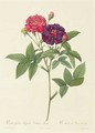 Rosa Gallica Purpurea Velutina, Parva - Pierre-Joseph Redouté
