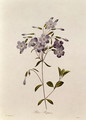 Phlox reptans - Pierre-Joseph Redouté