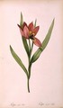 Tulipa oculus-solis, from Tulipe des Jardins - Pierre-Joseph Redouté