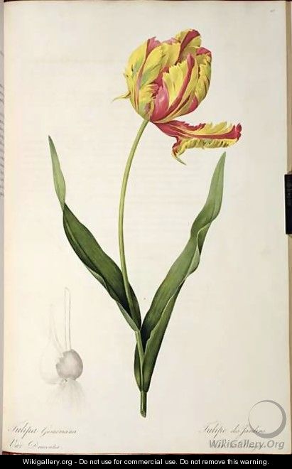 Tulipa gesneriana dracontia, from Les Liliacees, 1816 - Pierre-Joseph Redouté