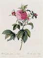 Rosa Gallica Agatha Prolifera - Pierre-Joseph Redouté