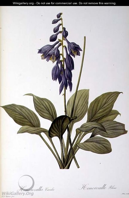 Hemerocallis Caerulea, from Les Liliacees, 1806 - Pierre-Joseph Redouté