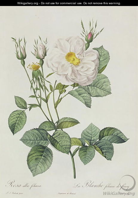 Rosa Alba Foliacea - Pierre-Joseph Redouté